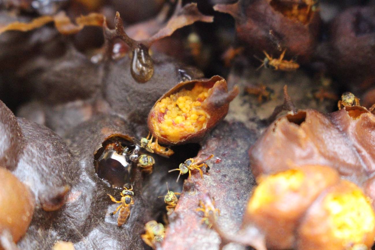 Cría in vitro de reinas y formación de microcolonias de Rubiecita o Yateí (Tetragonisca fiebrigi)