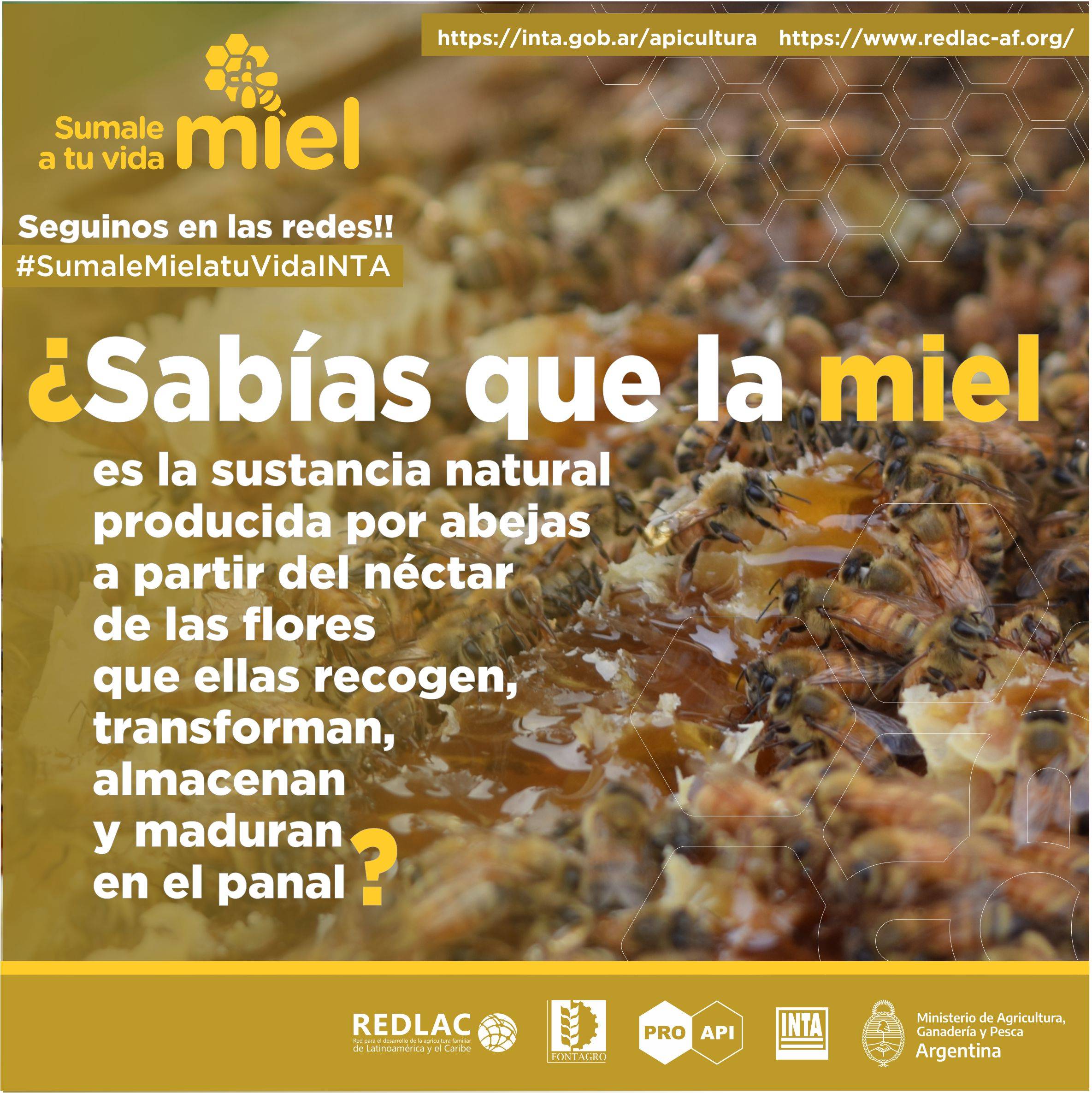 Campaign to promote honey consumption in Argentina