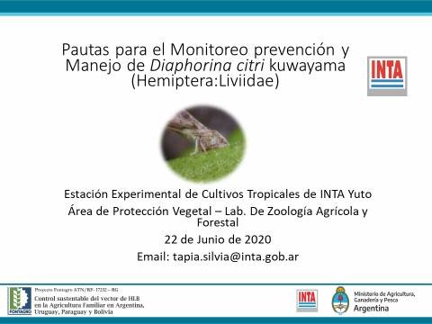 Pautas para monitoreo y manejo de Diaphorina Citri