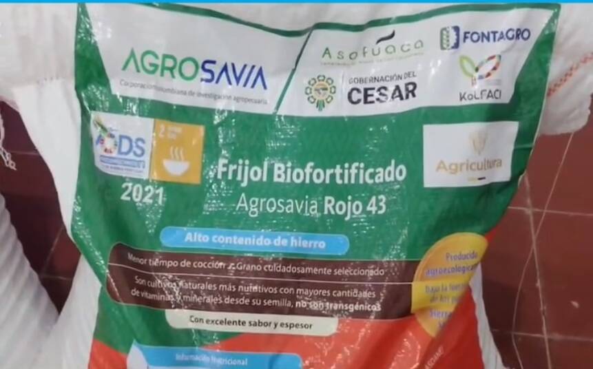Iron-rich bean seeds for the Yukpa indigenous community.