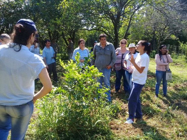 Primer taller sobre HLB (Huanglongbing) y mosca negra en Laguna Naineck