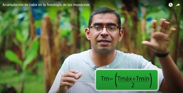Acumulación de calor en la fenología de las musáceas