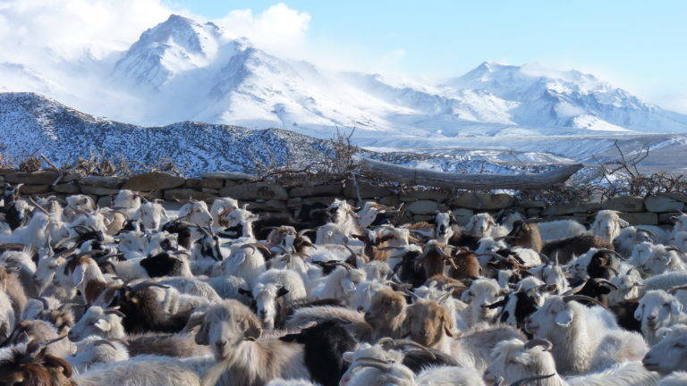Feeding of animals in climatic emergency