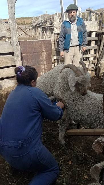 Training producers in reproductive techniques that contribute to the genetic improvement of herds and flocks