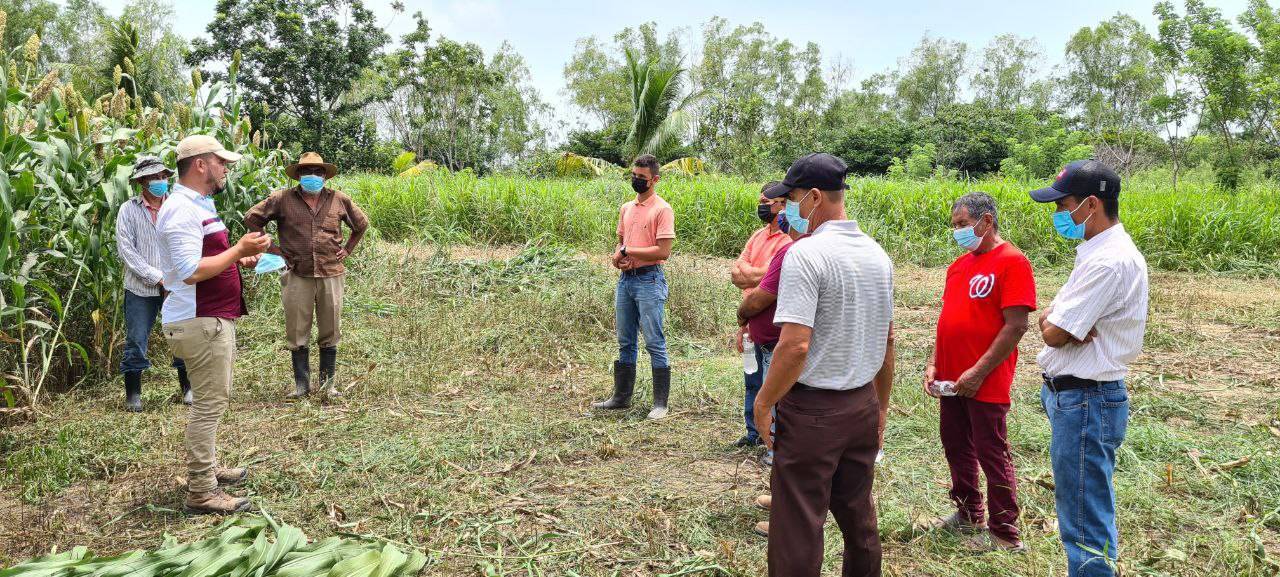 Trabajos de validación en finca - HONDURAS