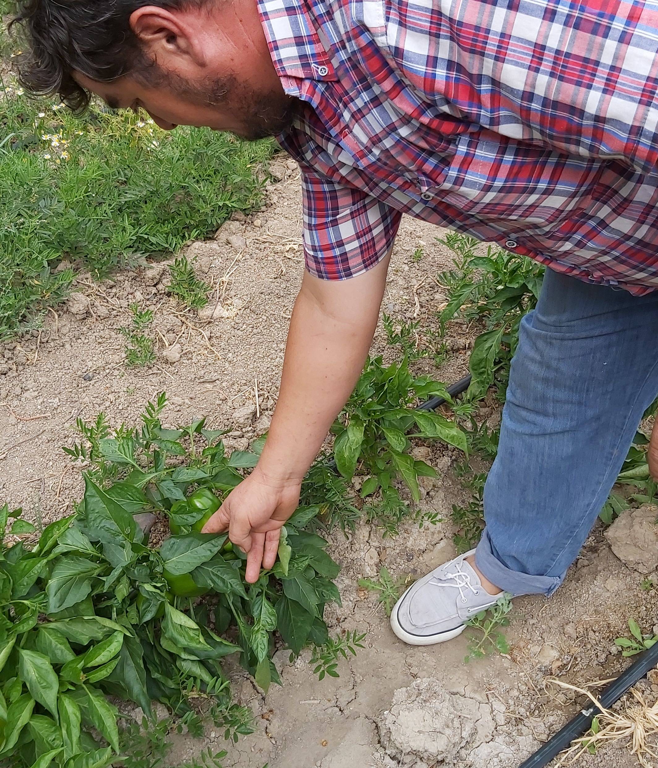 Drip irrigation