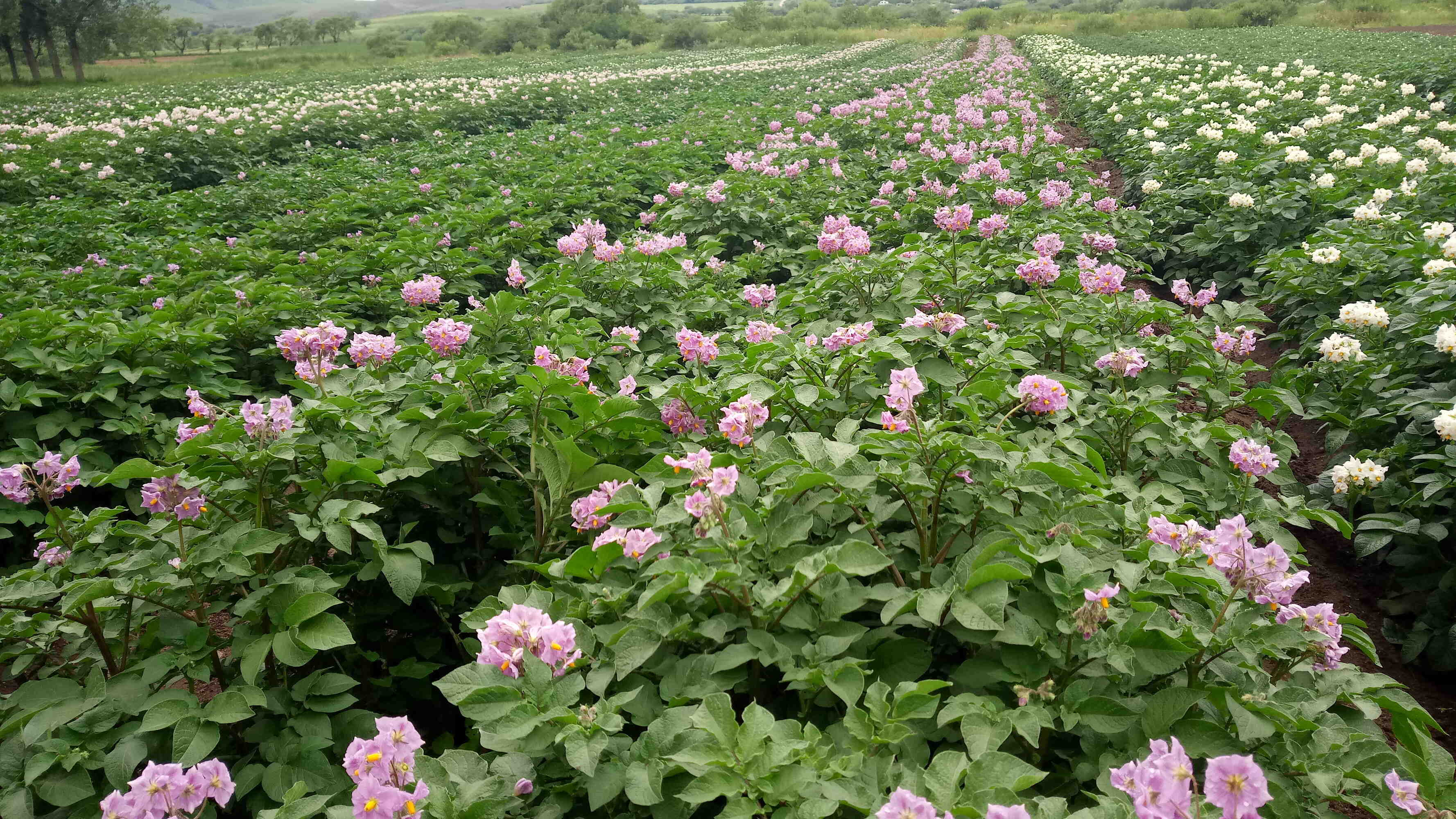 Semilla certificada de papa: uso, producción y comercialización