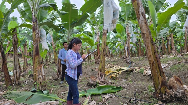 The INIAP Musaceae Program in Ecuador validates the adaptation of foreign materials