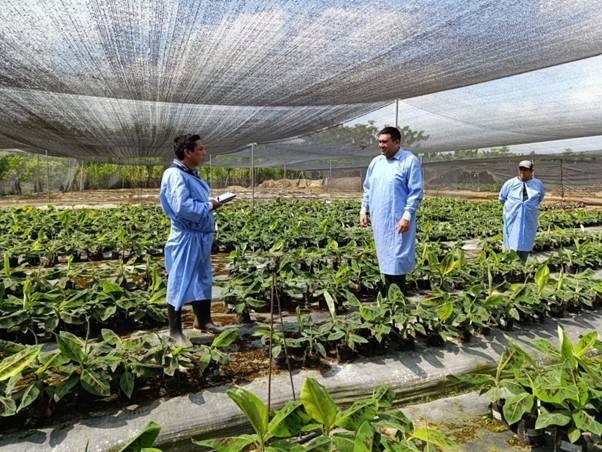 Ecuador ventures into introducing Foc TR4 resistant bananas into its production systems