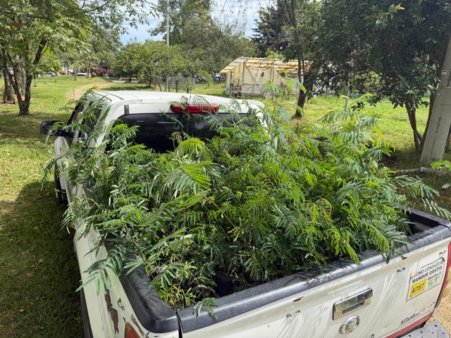 Leucaena diversifolia Delivery Boosts Eco-efficient Livestock Farming on Farms in Cauca, Colombia
