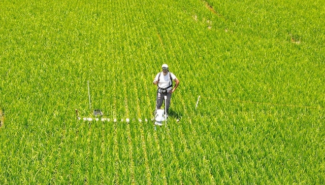 Is it possible to reduce methane emissions in rice without affecting productivity?