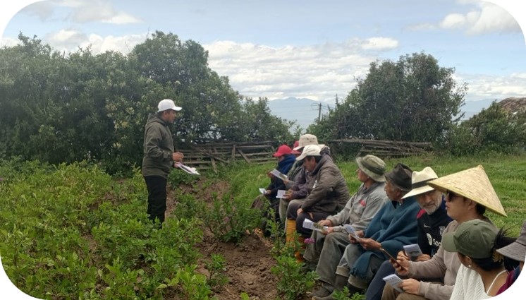 Potato Purple Top Workshop and Clone Harvest Strengthen Potato Farmers' Skills