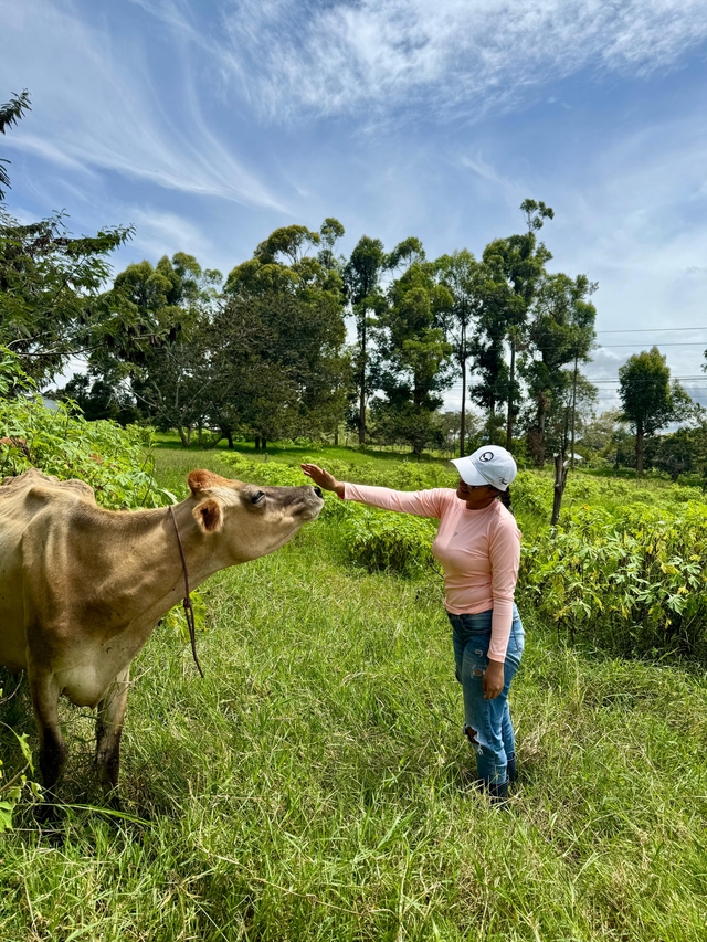 Silvopasture with buttercup improves the productivity and profitability of dairy farming