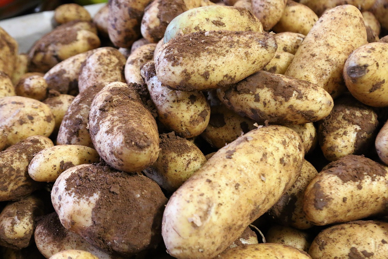 OLI INTA: The gene-edited Argentine potato that reduces bruising-related spots
