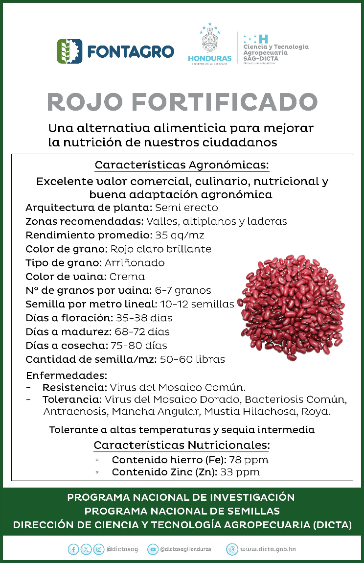 Food security is being boosted in Olancho through the cultivation of biofortified beans