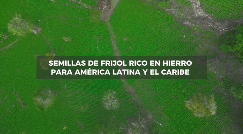 Iron-Rich Bean in the Region: Seed Production and the Value Chain
