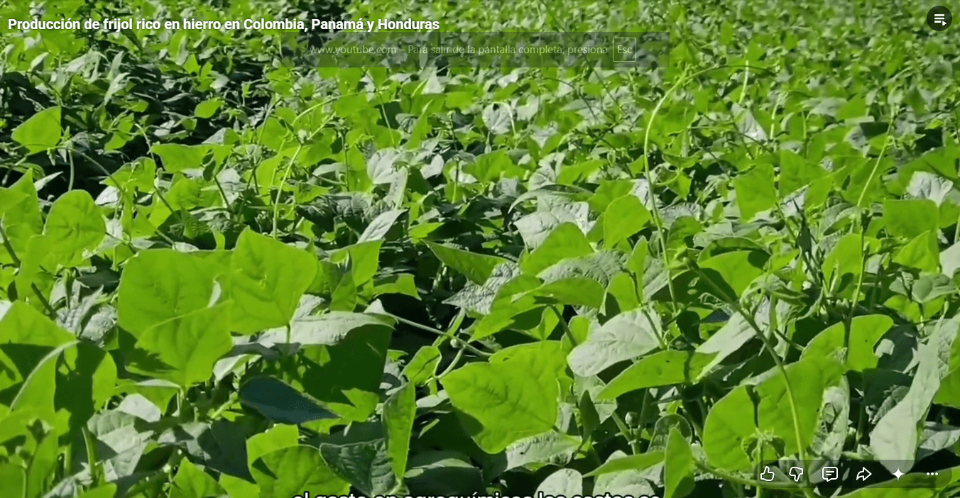 Panama, Honduras, and Colombia strengthen iron-rich bean production