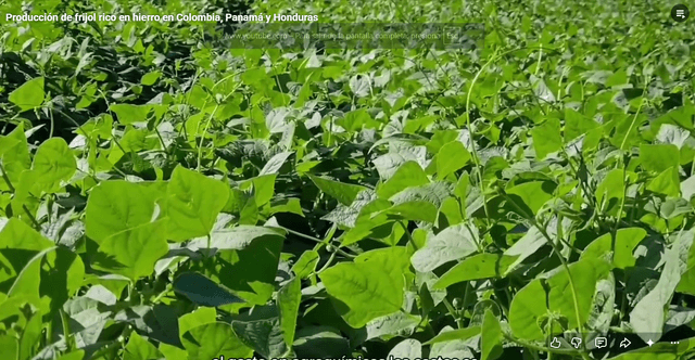 Panama, Honduras, and Colombia strengthen iron-rich bean production
