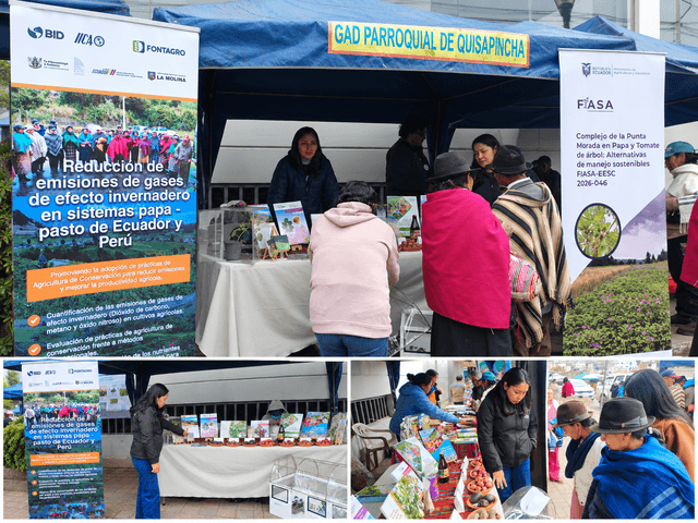 Advances of the GHG Project in Ecuador and Peru’s Potato–Pasture Systems Presented in Quisapincha