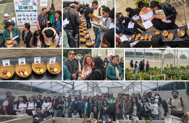 One Harvest, Many Perspectives: AndesPapa Advances the Selection of Climate-Resilient Potatoes