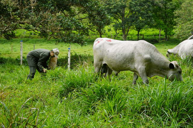 Supply of markers, fecal collection, and fecal NIRS to estimate intake in grazing ruminants.