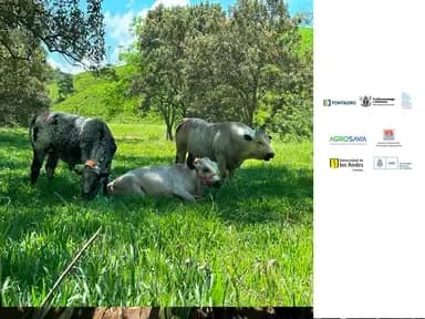 Innovations for reducing methane emissions in ruminants