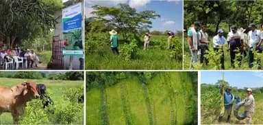 Multipurpose silvopastoral systems and family farming in Peru and Colombia