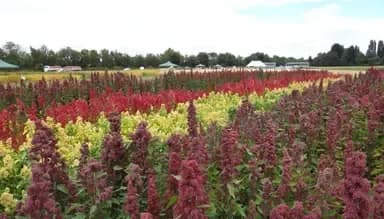 Sustainable management of irrigation and fertilization in quinoa